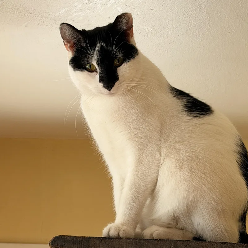 Oreo thumbnail 3