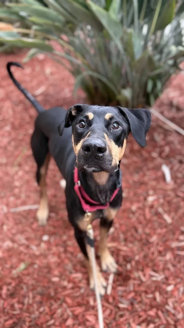 A young large-sized male Doberman Pinscher dog named Biggs for adoption in San Diego, CA