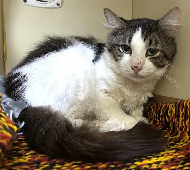 A young medium-sized male Domestic Short Hair cat named Jack for adoption in Dedham, MA