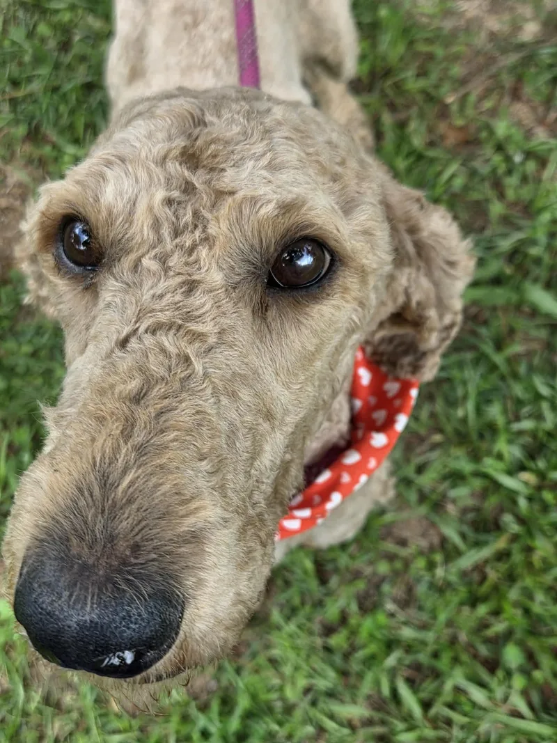 An adult medium-sized female Apricot / Beige Goldendoodle dog named Remi for adoption in Tylertown, MS