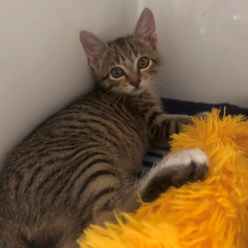A baby small-sized male Tabby (Brown / Chocolate) Domestic Short Hair cat named Milo for adoption in Margate, FL