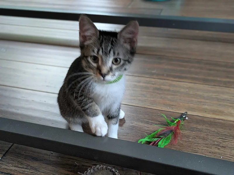 A baby large-sized male Tabby (Brown / Chocolate) Domestic Short Hair cat named Sakuranbo And Cereza for adoption in Seattle, WA