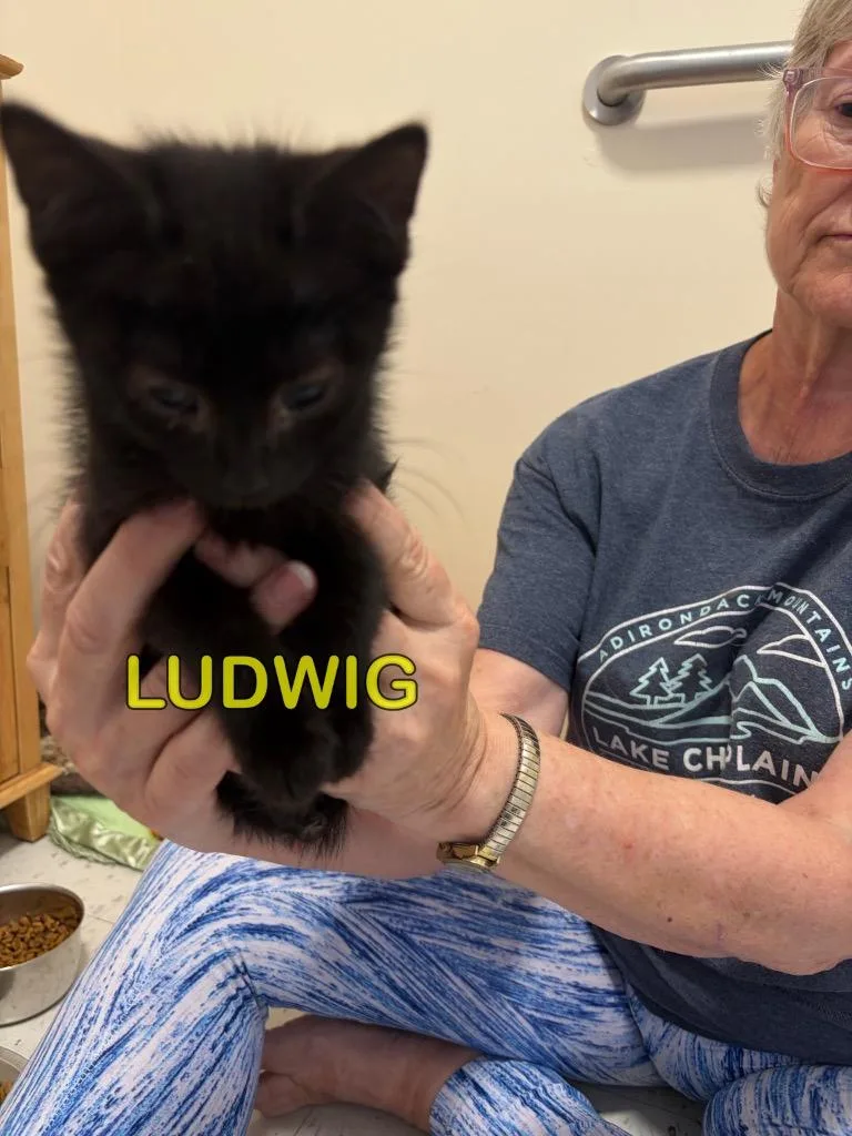 A baby small-sized male Domestic Short Hair cat named Ludwig for adoption in Plattsburgh, NY