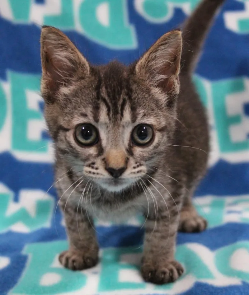 A baby medium-sized female Domestic Short Hair cat named Monkey for adoption in Vacaville, CA