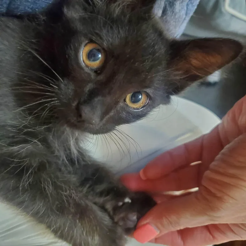 A baby medium-sized female Black Domestic Short Hair cat named Hazel for adoption in Clovis, CA