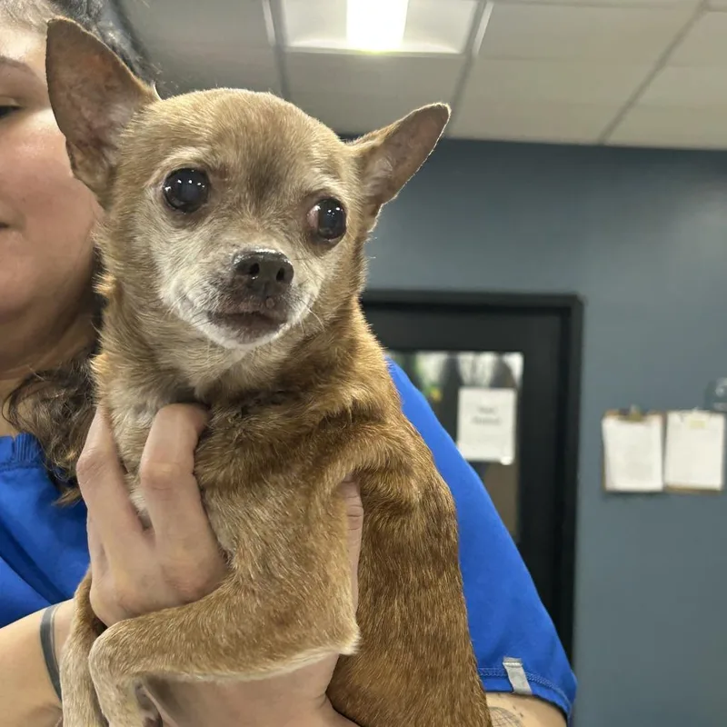 A senior small-sized female Brown / Chocolate Chihuahua dog named Chacha The Chi Chi for adoption in Newark, NJ