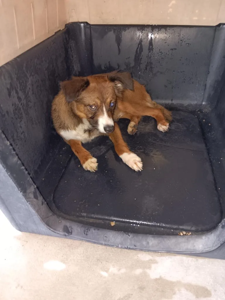 An adult large-sized male Terrier dog named Biggs Darklighter for adoption in Brownwood, TX