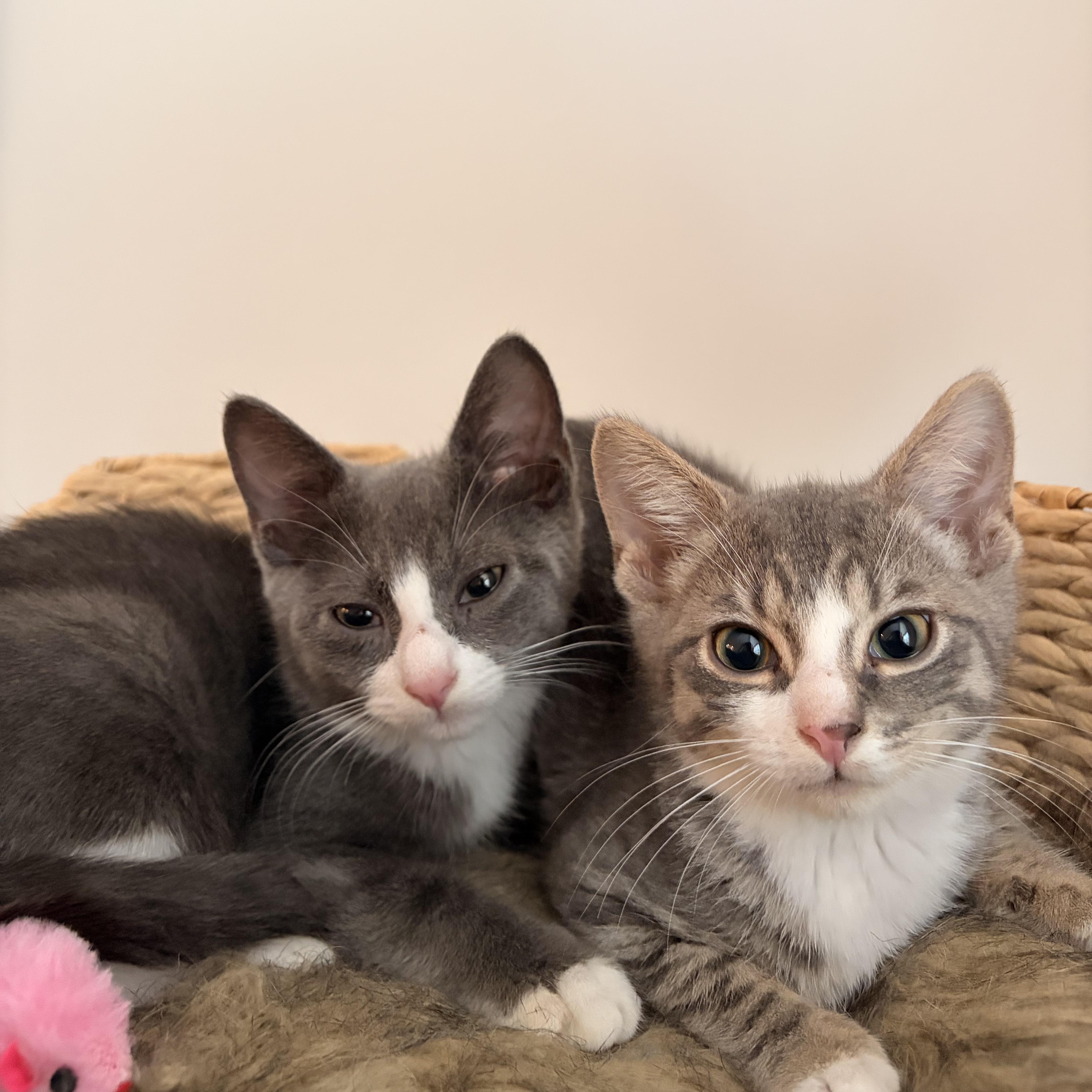 A baby medium-sized male Gray & White Domestic Short Hair cat named Coin & Crane for adoption in Brooklyn, NY