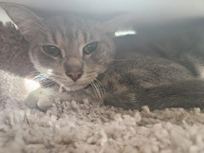 A young small-sized female Gray / Blue / Silver Domestic Short Hair cat named Dipsy for adoption in San Leon, TX