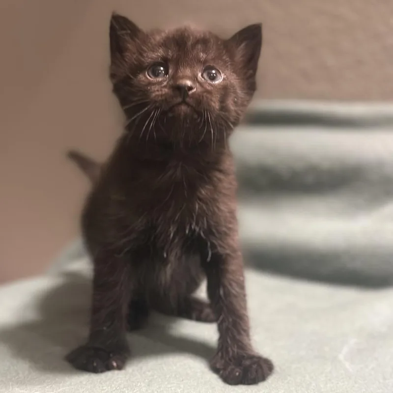 A baby small-sized male Black Domestic Short Hair cat named Trophy for adoption in Las Vegas, NV