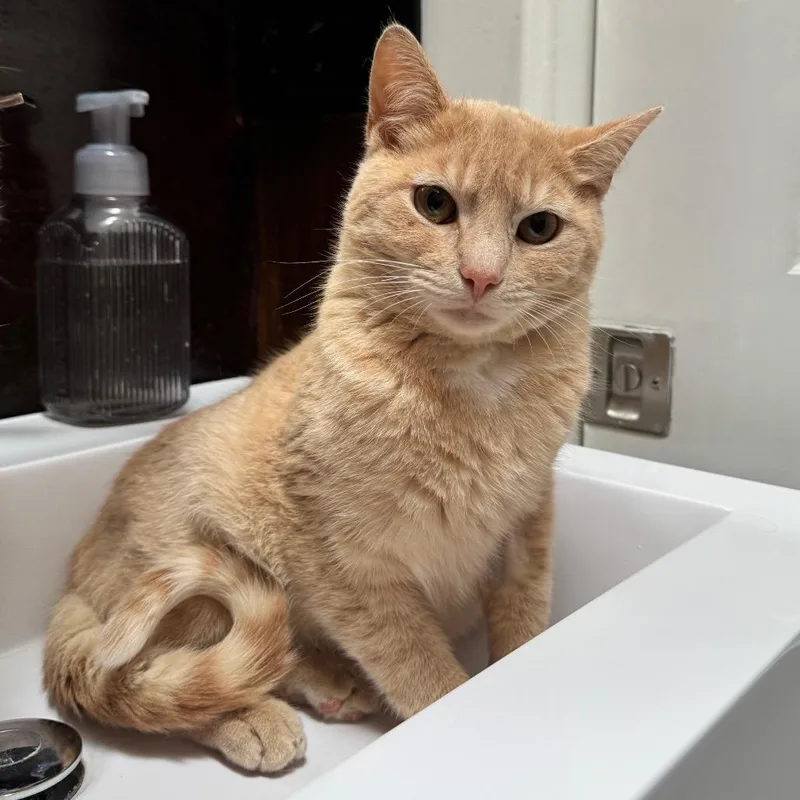 A young small-sized male Orange / Red Domestic Short Hair cat named George for adoption in Gibsonia, PA