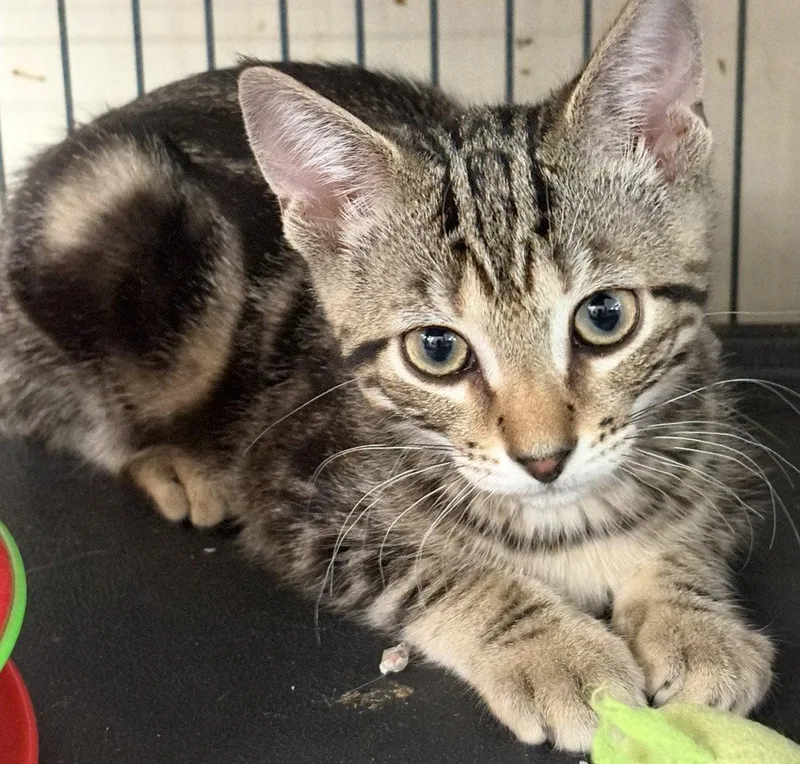 A young medium-sized male Tabby cat named Romulous for adoption in Smithtown, NY