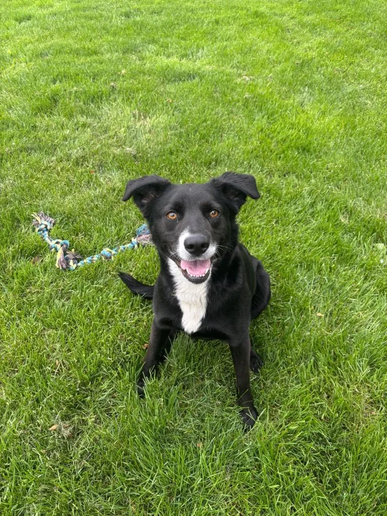 A young medium-sized female Hound dog named Storm for adoption in Findlay, OH