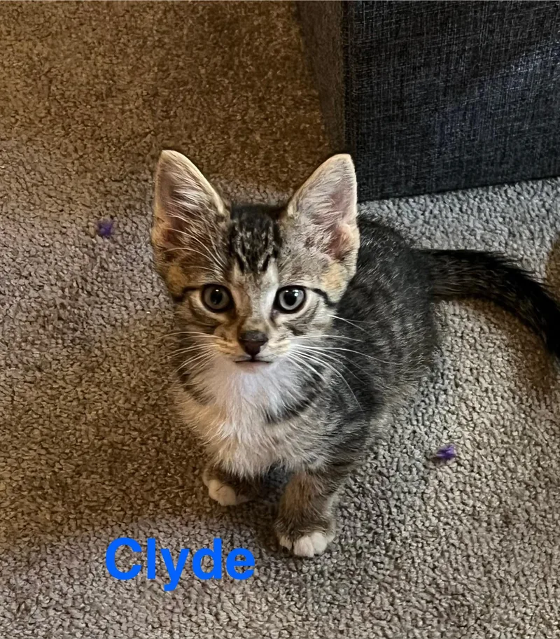 A baby medium-sized male Tabby (Buff / Tan / Fawn) Domestic Medium Hair cat named Clyde for adoption in Yardley, PA