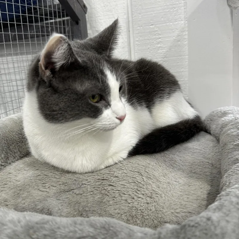 Snowbell "bells" thumbnail 2