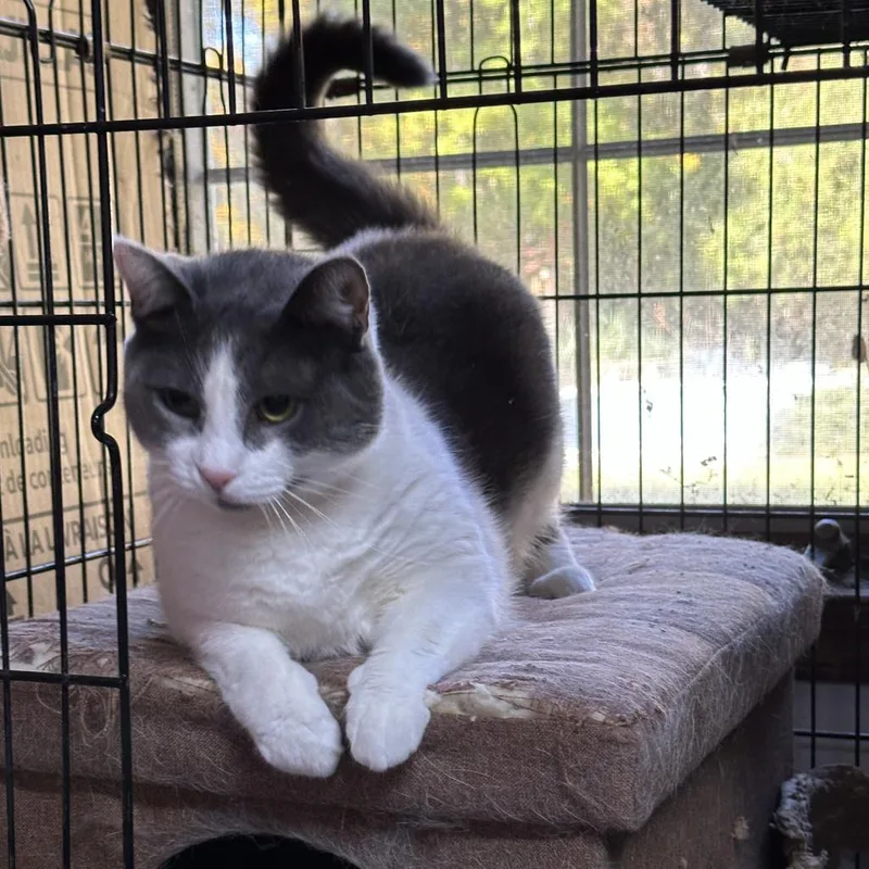 Snowbell "bells" thumbnail 3