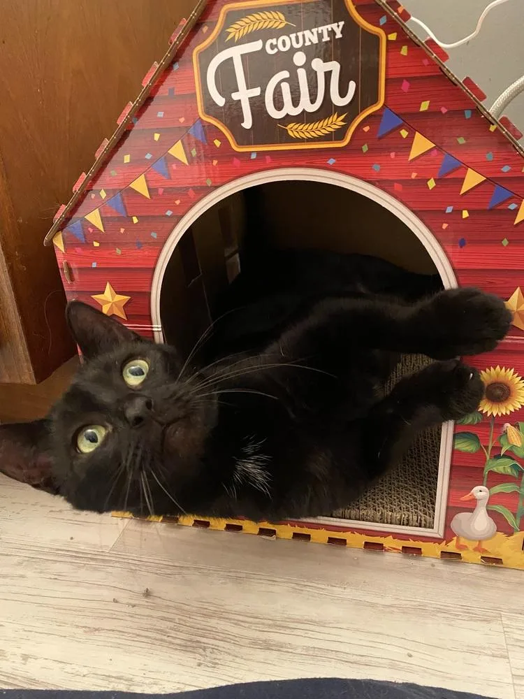 Queen Latifah thumbnail 2