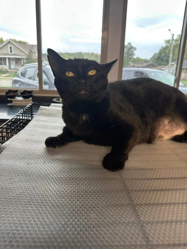 Queen Latifah thumbnail 3