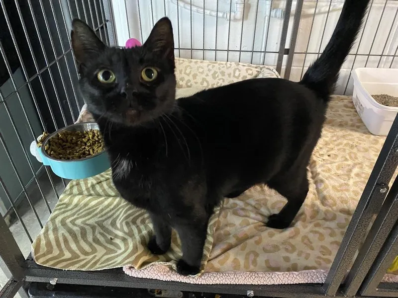 Queen Latifah thumbnail 4