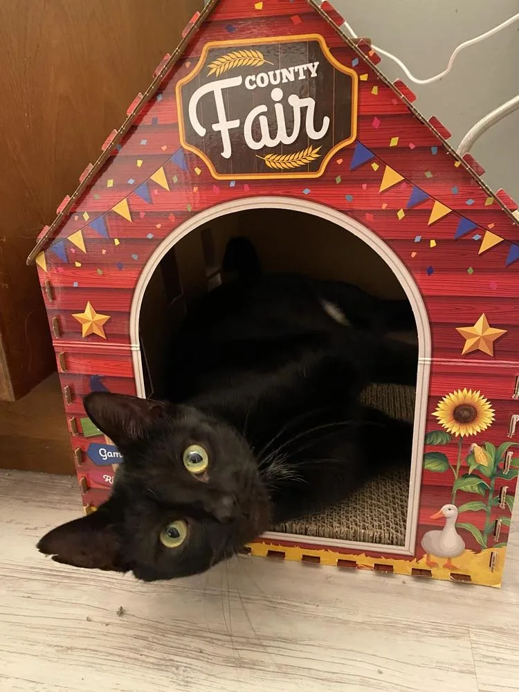 Queen Latifah thumbnail 5