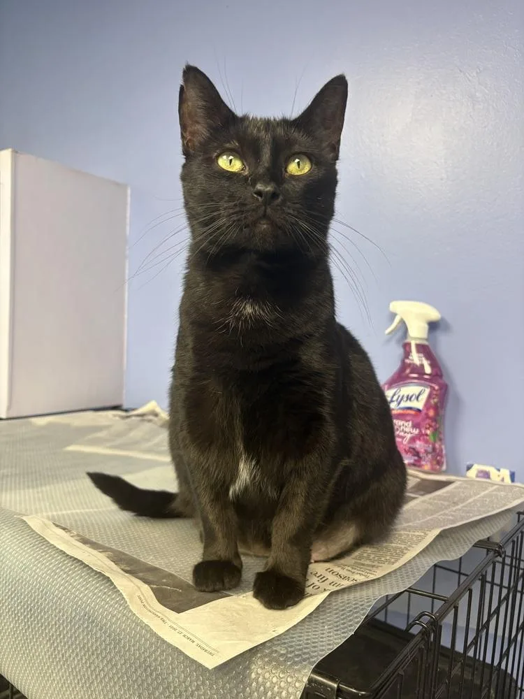 Queen Latifah thumbnail 6