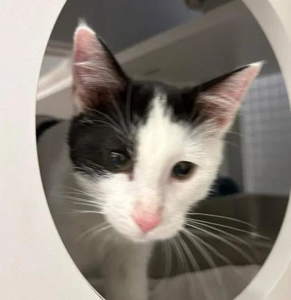 A baby small-sized male White Domestic Short Hair cat named Holstein for adoption in Kansas City, MO