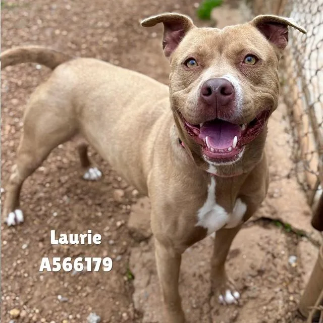 A young medium-sized female Pit Bull Terrier dog named Laurie for adoption in Huntsville, AL