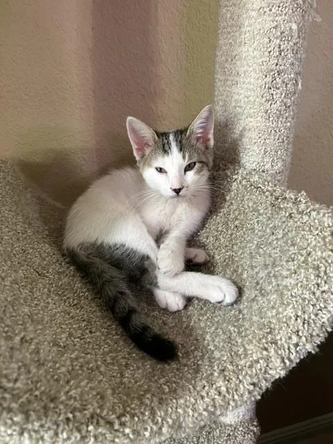 A baby small-sized male White Domestic Short Hair cat named Eat Seven for adoption in Chandler, AZ