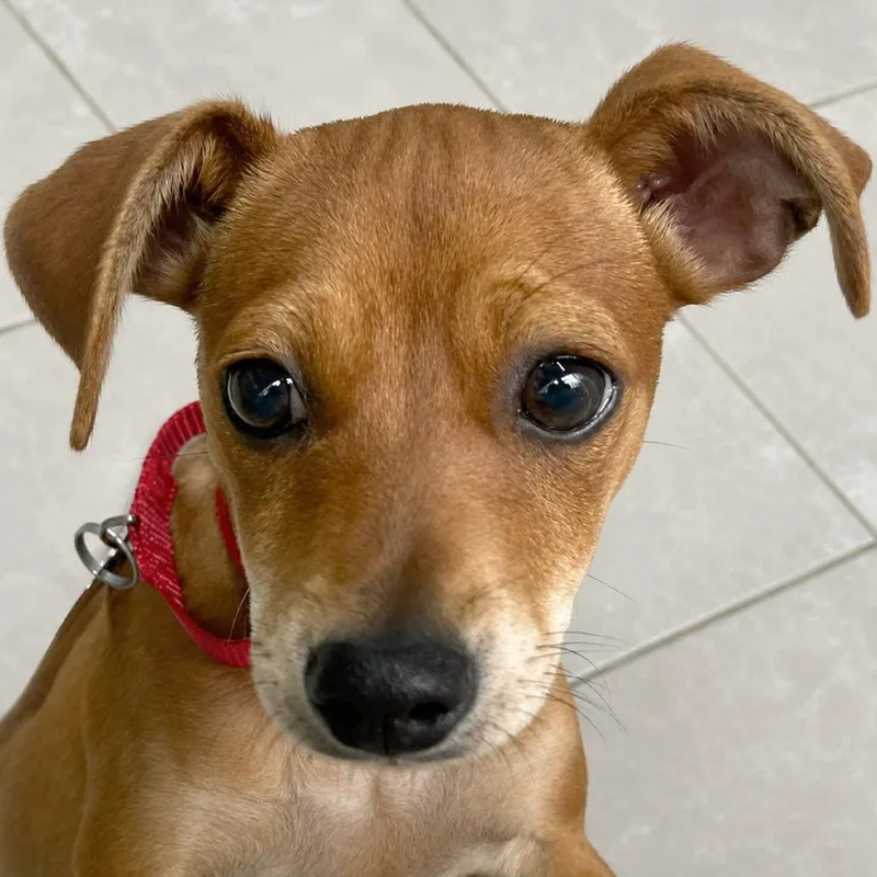 A baby small-sized female Red / Chestnut / Orange Chihuahua dog named Rayna for adoption in Boerne, TX