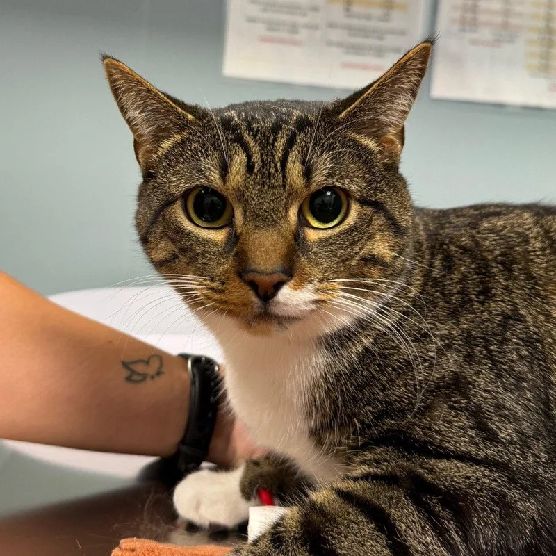 An adult medium-sized female Domestic Short Hair cat named Mimzy for adoption in New Castle, DE