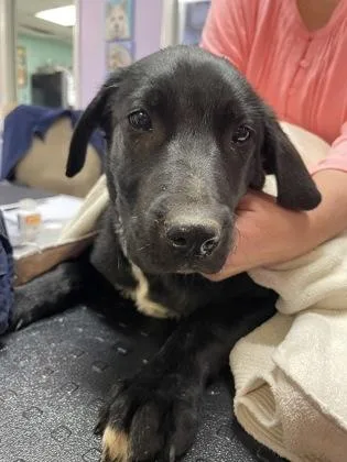 A baby small-sized female Mixed Breed dog named Erin for adoption in West Chester, PA