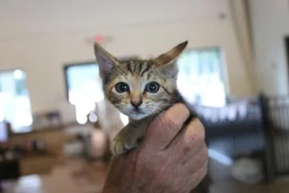 An adult small-sized female Domestic Short Hair cat named Hazy for adoption in Brunswick, GA