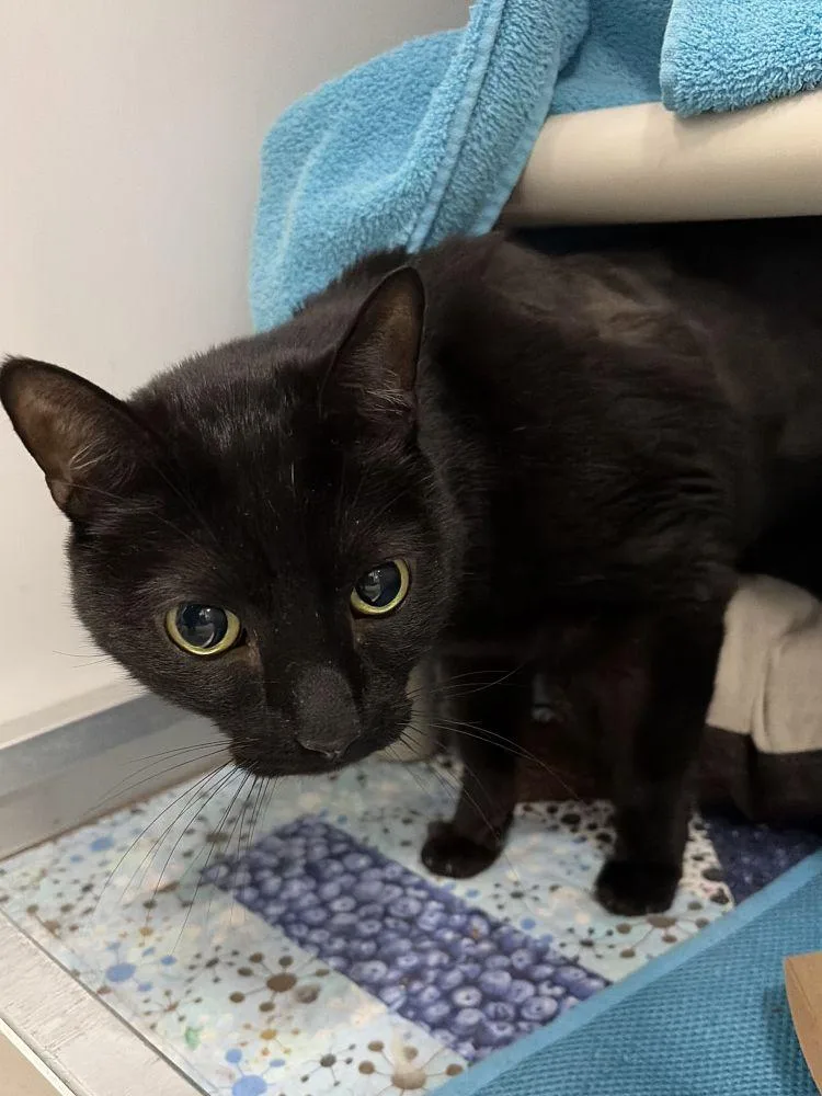 An adult small-sized male Black Domestic Short Hair cat named Asher for adoption in Alexandria, VA