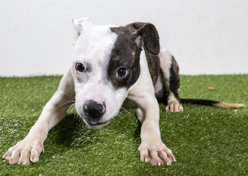 A young medium-sized male Mixed Breed dog named Raphael for adoption in Harvey , LA