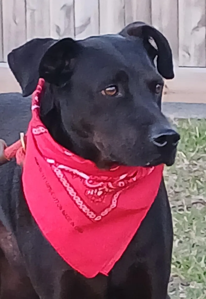 Arthur  Great Companion