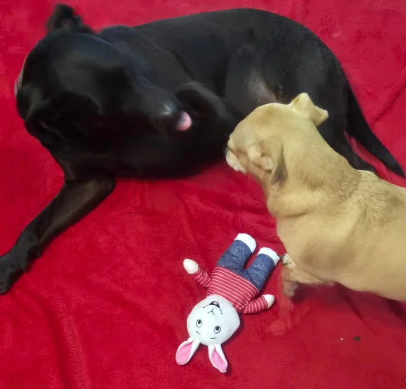 Arthur  Great Companion thumbnail 3