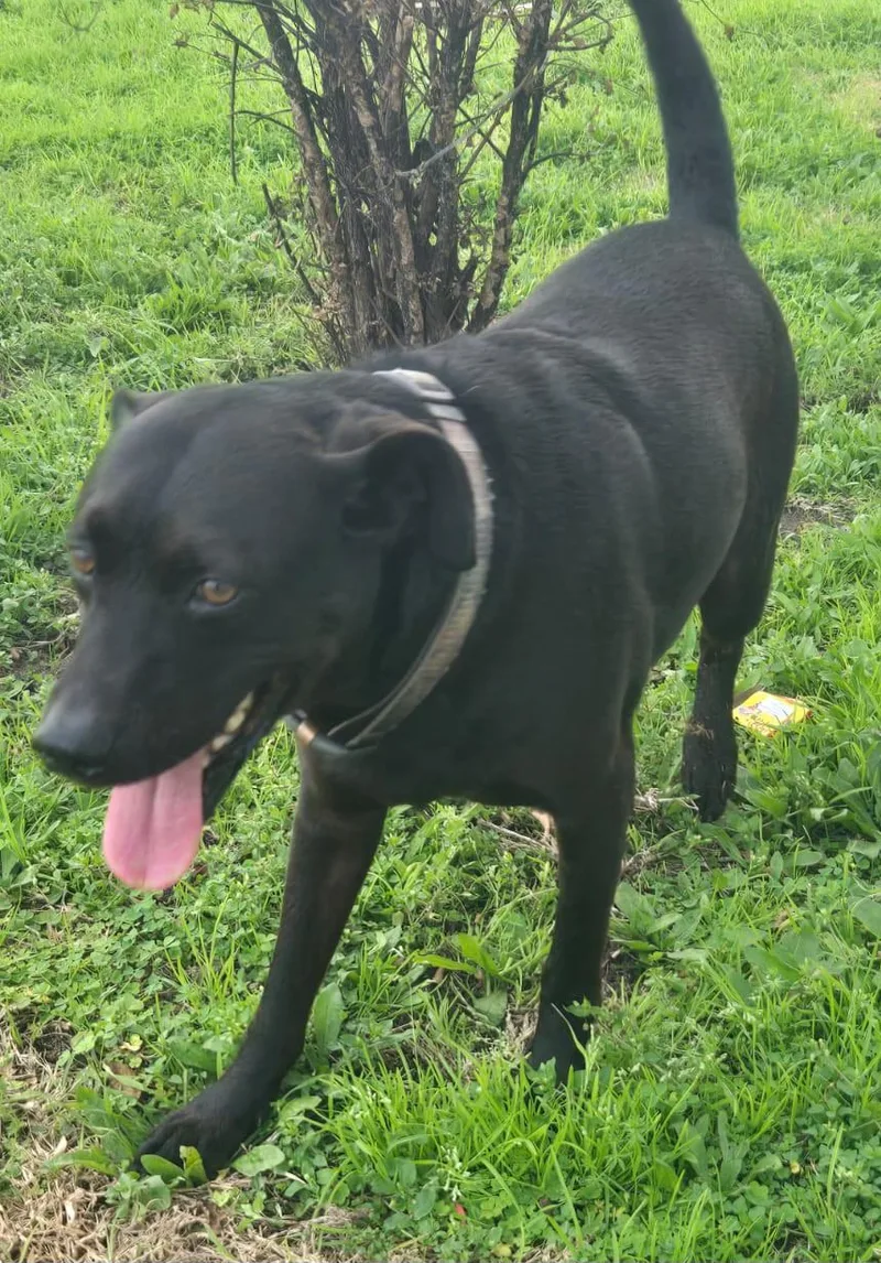 Arthur  Great Companion thumbnail 5