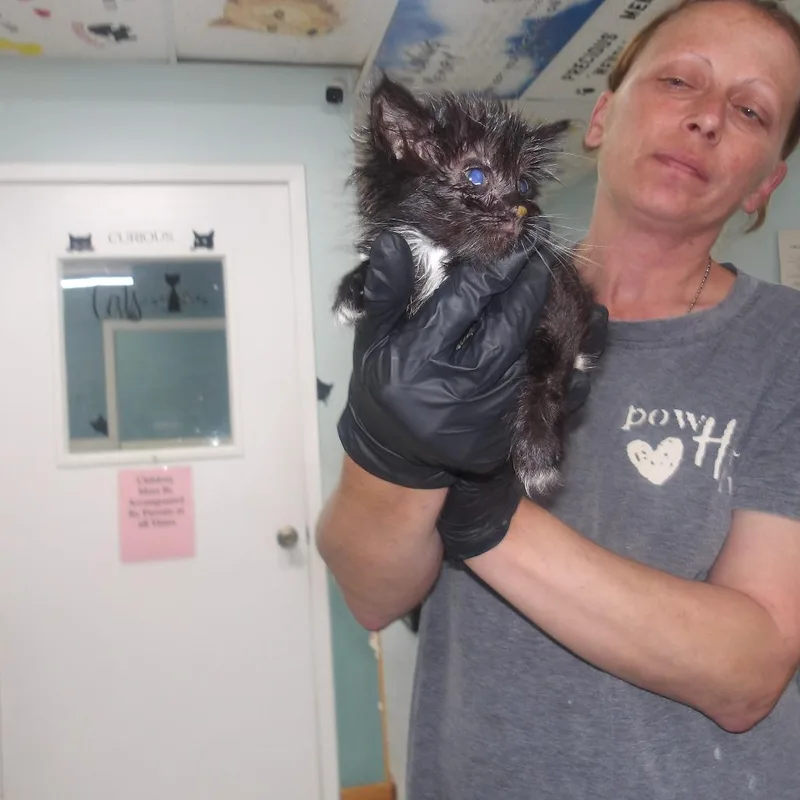 A baby small-sized female Black Domestic Short Hair cat named Queenie for adoption in Marble, NC