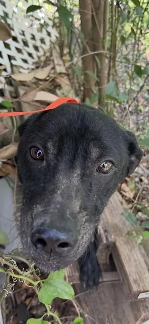 A young small-sized male German Shepherd Dog dog named Oreo for adoption in Killeen, TX