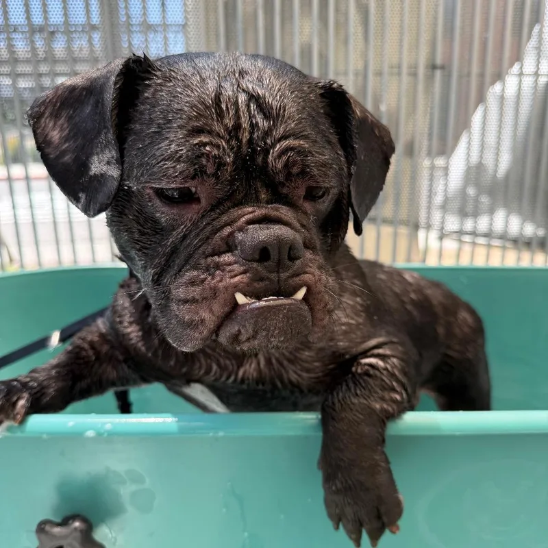 A young medium-sized female Black English Bulldog dog named Pemmy for adoption in Los Angeles, CA