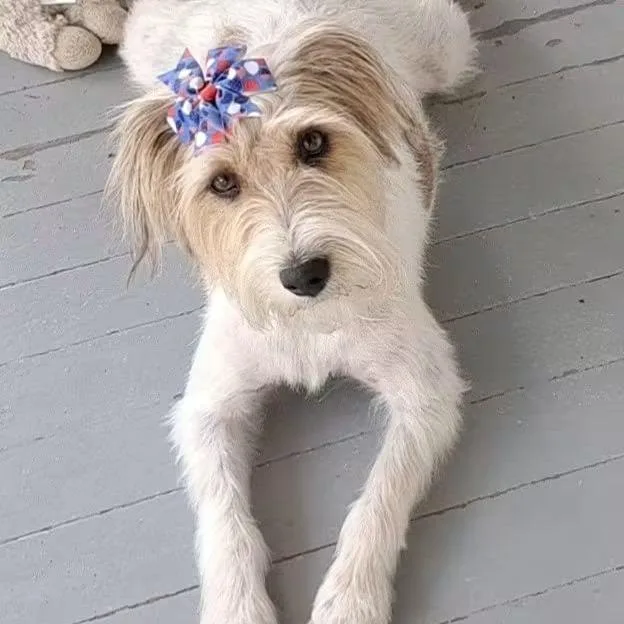 An adult small-sized female Parson Russell Terrier dog named Daisy for adoption in DeKalb, IL