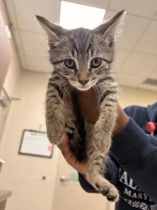 A baby small-sized male Domestic Short Hair cat named Kc for adoption in Fishers, IN