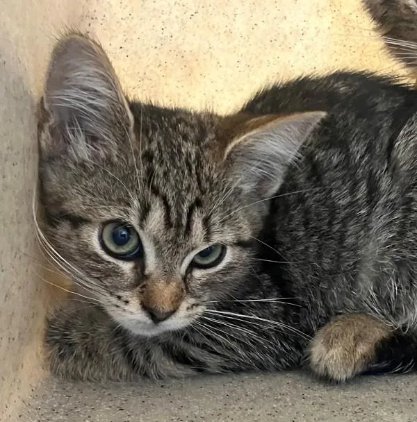 A baby small-sized female Domestic Short Hair cat named Clue for adoption in Staten Island, NY