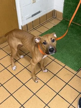 A baby small-sized male Terrier dog named Kipper for adoption in Gainesville, FL