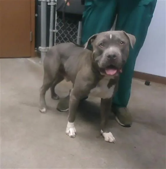 An adult large-sized male Pit Bull Terrier dog named Mr Gilmore for adoption in Phoenix, AZ