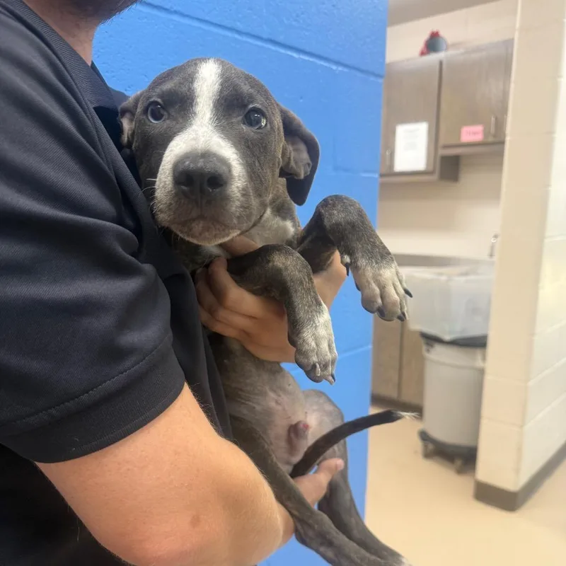 A young medium-sized male Brindle Pit Bull Terrier dog named Ponyo for adoption in Pine Bluff, AR