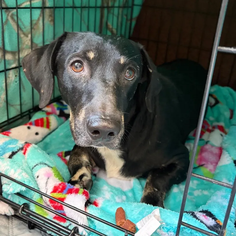 An adult small-sized male Black Mixed Breed dog named Dizzy for adoption in Kerrville, TX