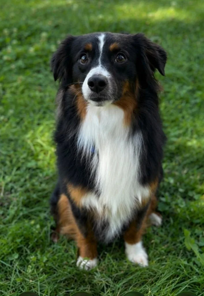 Merlin