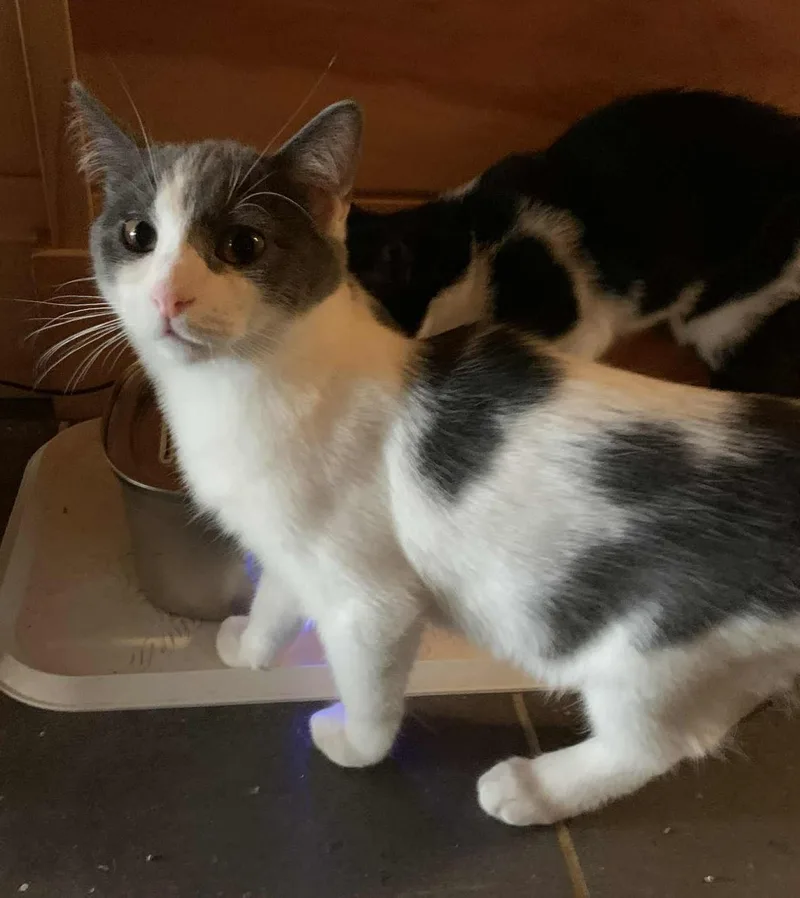 Mr. Quackers thumbnail 2