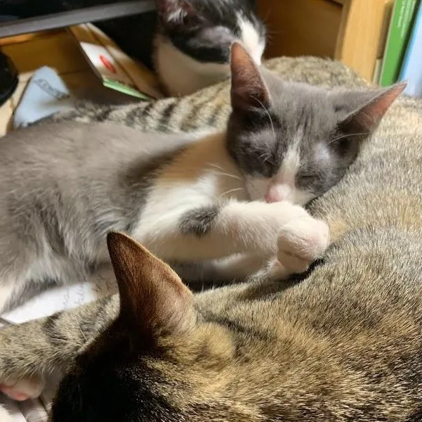 Mr. Quackers thumbnail 3